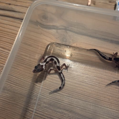 Gecko léopard juvenile né le 28 septembre 2025 #4