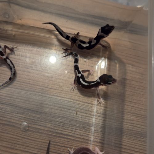 Gecko léopard juvenile né le 28 septembre 2025