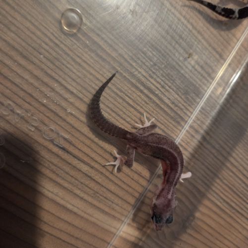 Gecko léopard juvenile né le 28 septembre 2025 #6