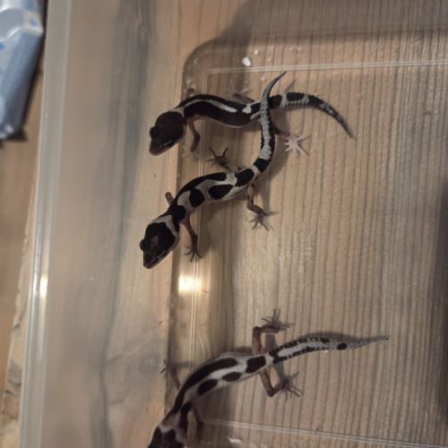 Gecko léopard juvenile né le 28 septembre 2025 #9