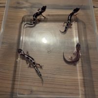 Gecko léopard juvenile né le 28 septembre 2025 #1