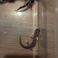 Gecko léopard juvenile né le 28 septembre 2025 #2