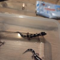 Gecko léopard juvenile né le 28 septembre 2025 #3