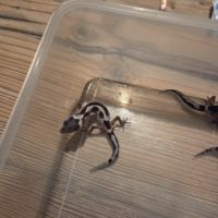 Gecko léopard juvenile né le 28 septembre 2025 #4