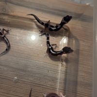 Gecko léopard juvenile né le 28 septembre 2025