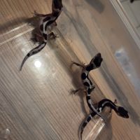 Gecko léopard juvenile né le 28 septembre 2025 #7