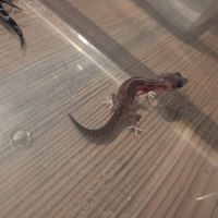 Gecko léopard juvenile né le 28 septembre 2025 #8