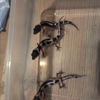 Gecko léopard juvenile né le 28 septembre 2025 #9