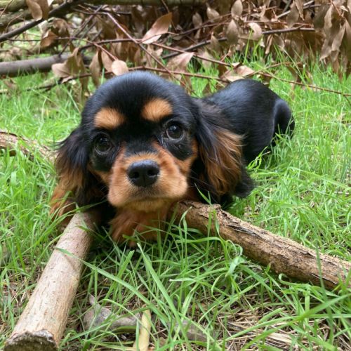 Jeune femelle cavalier king charles lof noir/feu #3