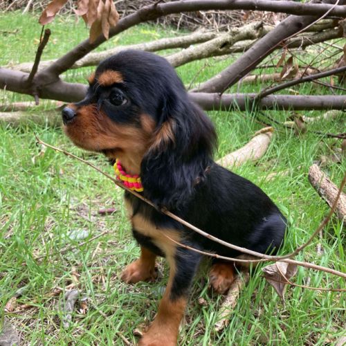 Jeune femelle cavalier king charles lof noir et fe #1