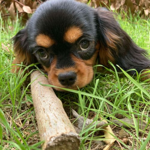 Jeune femelle cavalier king charles lof noir/feu #4