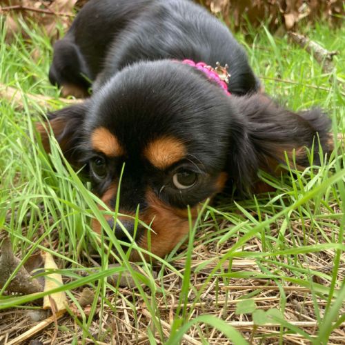 Jeune femelle cavalier king charles lof noir/feu #5