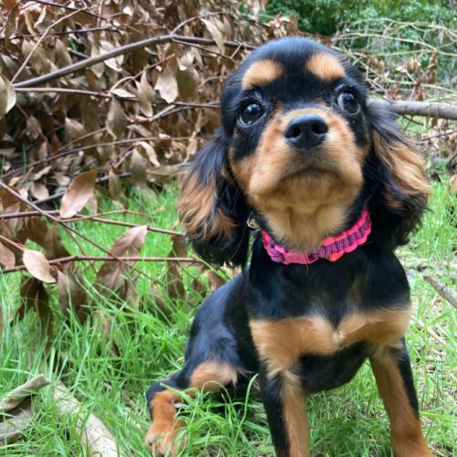 Jeune femelle cavalier king charles lof noir/feu #6