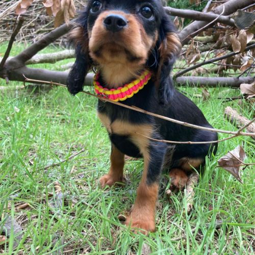 Jeune femelle cavalier king charles lof noir et fe #0