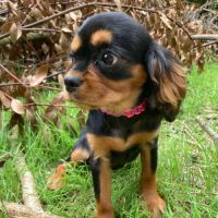 Jeune femelle cavalier king charles lof noir/feu #1