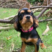 Jeune femelle cavalier king charles lof noir/feu