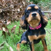 Jeune femelle cavalier king charles lof noir/feu #6