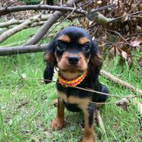 Jeune femelle cavalier king charles lof noir et fe #3