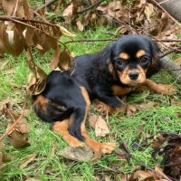 Jeune femelle cavalier king charles lof noir et fe #4