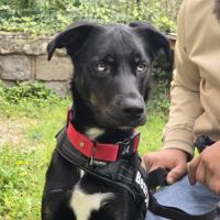 Chien valko à l adoption