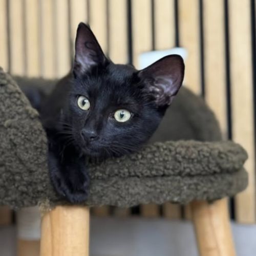 Chat bacchus à l adoption