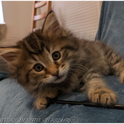 Arpège, chaton norvégien inscrit au loof