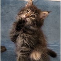 Ariane, chaton norvégien inscrit au loof