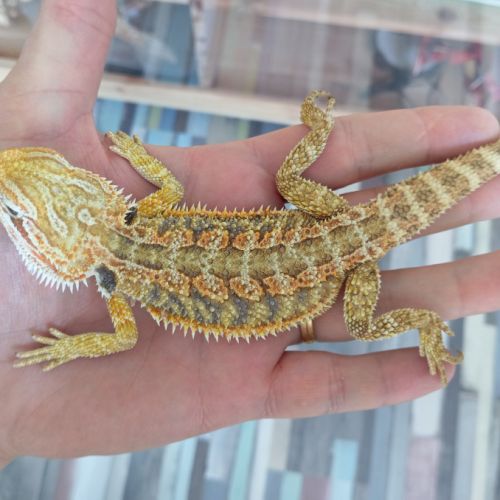 Pogona vitticeps juvéniles #0