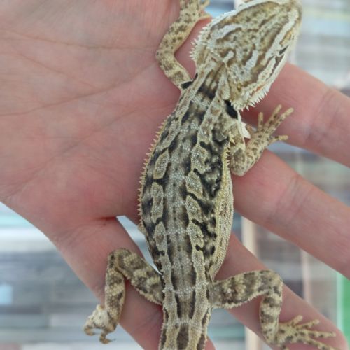 Pogona vitticeps juvéniles #3