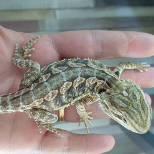 Pogona vitticeps juvéniles #4