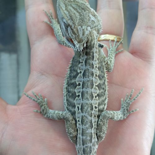 Pogona vitticeps juvéniles #5