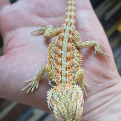 Pogona vitticeps juvéniles #6