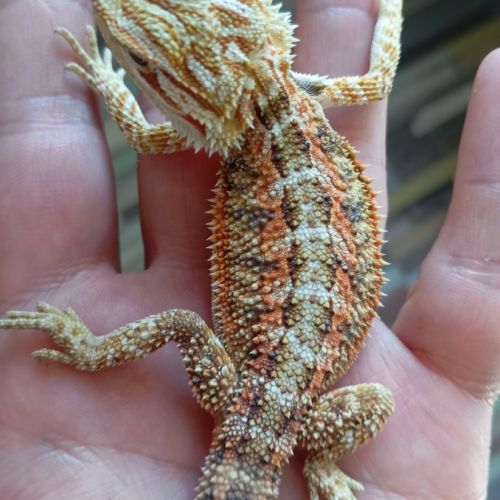 Pogona vitticeps juvéniles #7