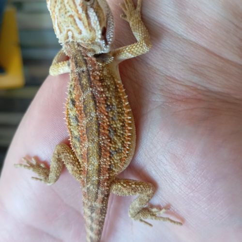 Pogona vitticeps juvéniles #8