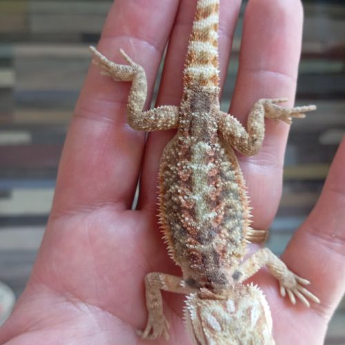 Pogona vitticeps juvéniles #9