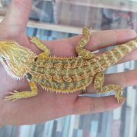 Pogona vitticeps juvéniles