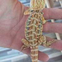 Pogona vitticeps juvéniles #2