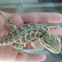 Pogona vitticeps juvéniles #4