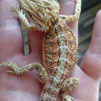 Pogona vitticeps juvéniles #7