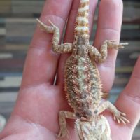 Pogona vitticeps juvéniles #9