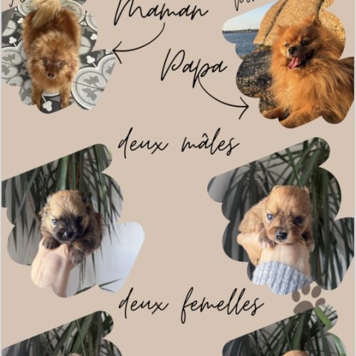 À vendre spitz nains