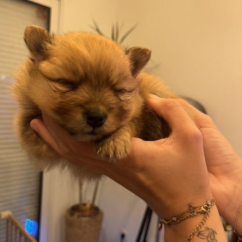 À vendre spitz nains #3