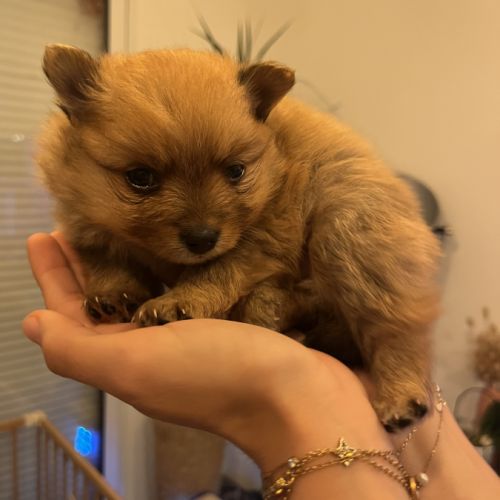 À vendre spitz nains #4