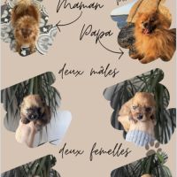 À vendre spitz nains