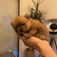 À vendre spitz nains #2