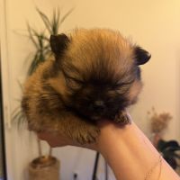 À vendre spitz nains #5