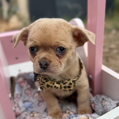 Disponible chihuahua merle