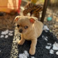 Disponible chihuahua merle