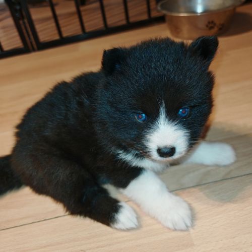 Pomsky f5 micro toys #2