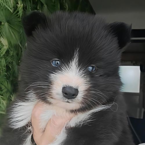 Pomsky f5 micro toys #3